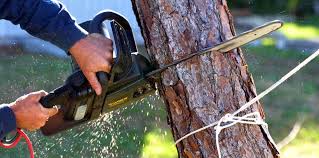 How Our Tree Care Process Works  in  Hanford, CA